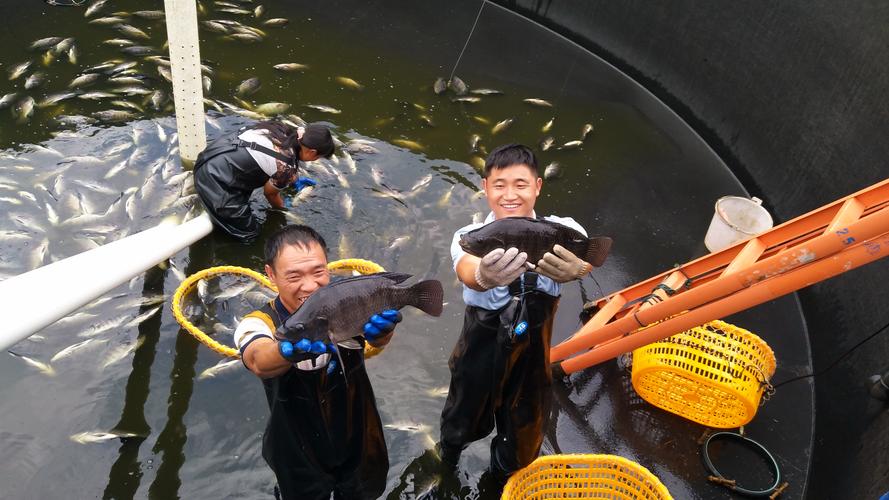 王多鱼网站免费下载