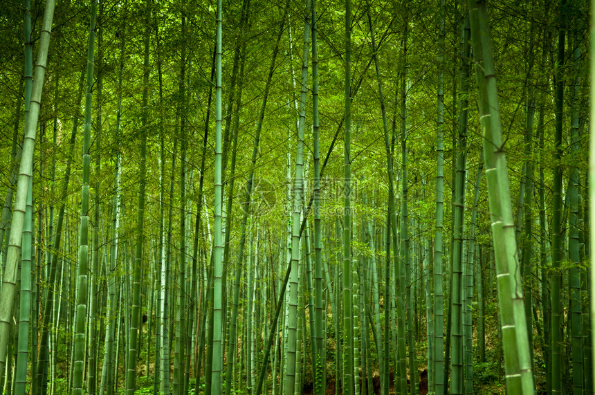 森林舞会电玩城正版免费下载