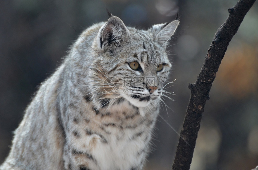 山猫体育直播 山猫体育直播