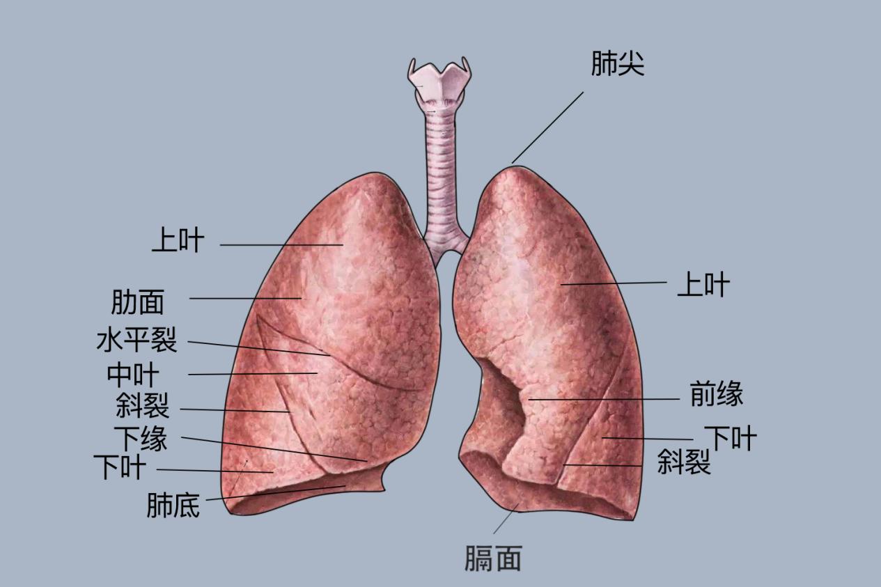 大玩家app官方版下载 大玩家app官方版下载